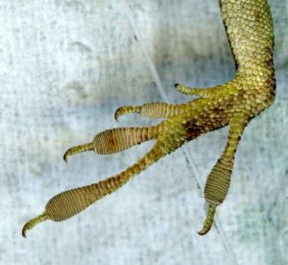Las almohadillas del anolis verde se han agrandado y tiene más láminas para agarrarse desde que llegaron los anolis marrón.