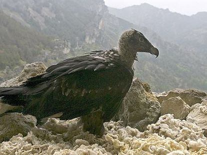 Un ejemplar de quebrantahuesos, en la Sierra de Cazorla.