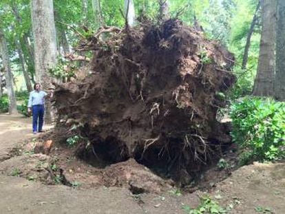 Un árbol derribado en los Jardines del Príncipe de Aranjuez.