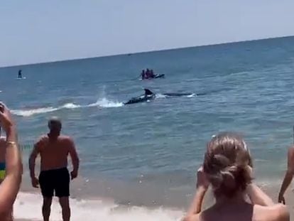 Unos bañistas observan al ballenato picudo que se ha visto en la playa de La Antilla (Huelva).