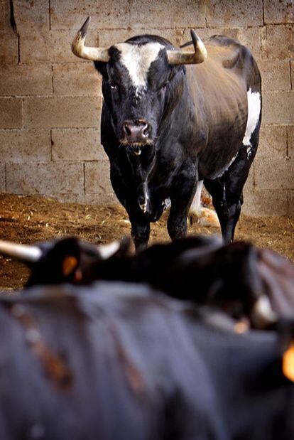 <i>Ratón,</i> en los corrales de su ganadería en Sueca (Valencia).