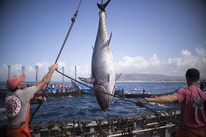 El peso de los atunes capturados ronda los 200 kg.