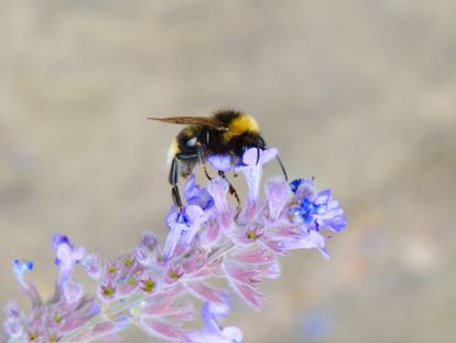 Un abejorro com&uacute;n se encarama a una flor en Nottingham (Inglaterra).