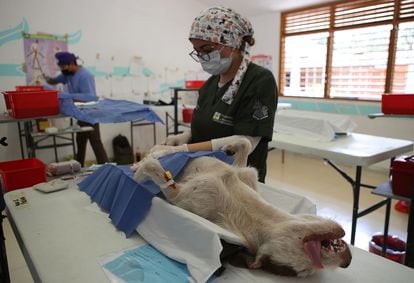 Una veterinaria esteriliza a un perro en el balneario de Cancún, Quintana Roo (México).
