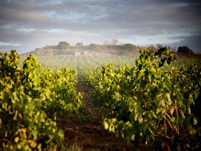 Viñedos en Requena que proporcionan la uva a la bodega.