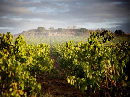 Viñedos en Requena que proporcionan la uva a la bodega.