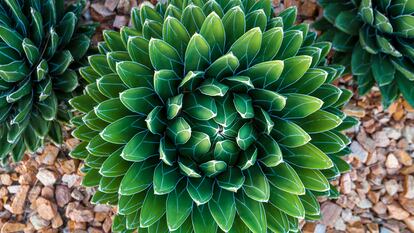 Agave victoriae-reginae, sorprendente por la belleza de su forma y de sus colores, como una flor que surgiera de la tierra.