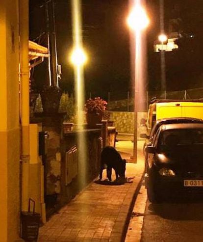 Un jabalí en una calle de Aiguafreda.