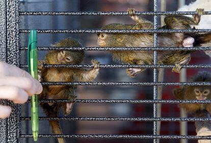 Los monos pigmeos se encuentran actualmente en el centro de recuperación Arrano-Etxea, en San Sebastián.