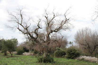 Olivos defoliados tras una infección por 'X. fastidiosa', una bacteria para la que no hay cura.