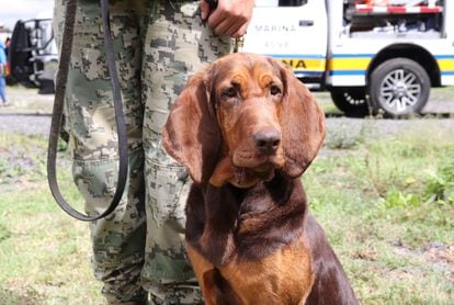 Max, the navy hound who helped locate Rafael Caro Quintero.