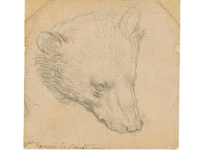 'Cabeza de un oso', dibujo de Leonardo da Vinci.