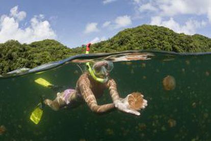 Buceando entre medusas en la isla de Eil Malk, en el archipiélago oceánico de Palaos.