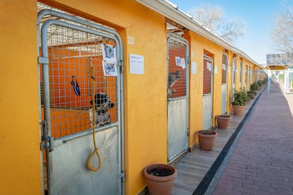 Protectora de animales ALBA, en Camarma de Esteruelas (Madrid), donde atienden más de mil animales al año.