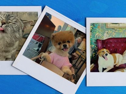 De amigos de Katy Perry a modelos de Zara: estas mascotas son más famosas que tú