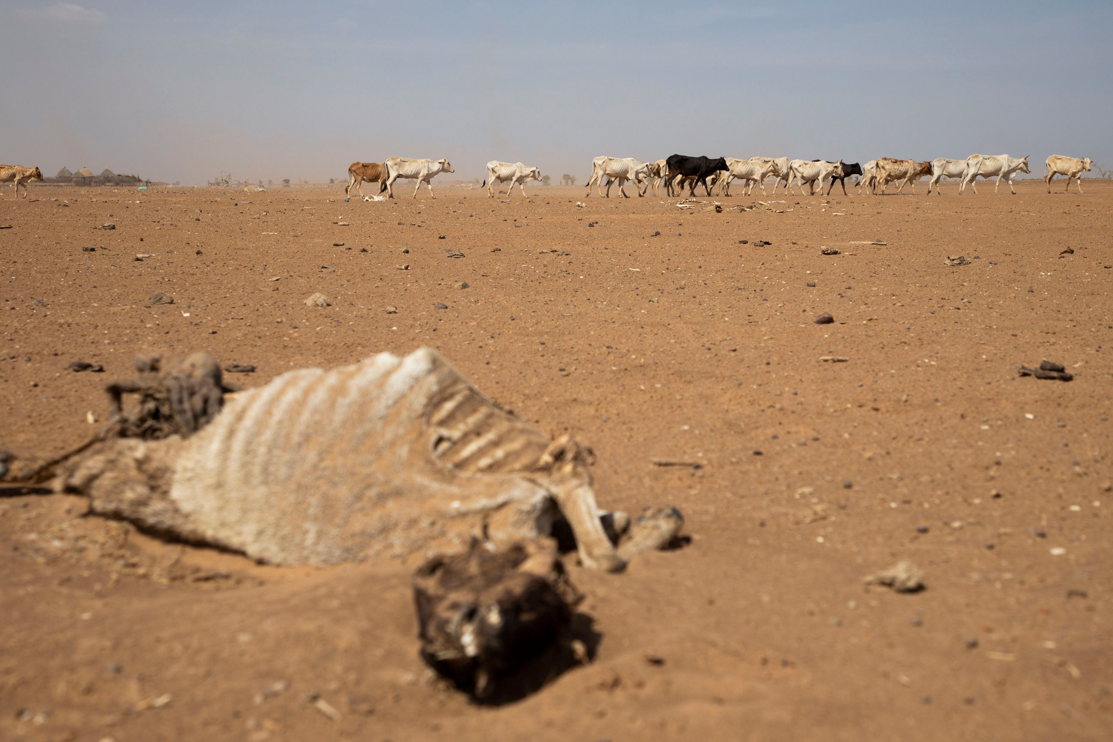 La sequía que sufre ahora el Cuerno de África ha llevado a 13 millones de personas a sufrir una grave hambruna.