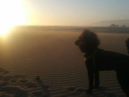 Kahlo en la playa de Ocean Beach.