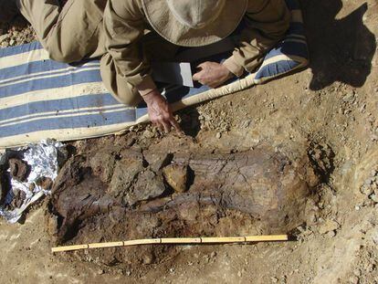 Un fémur de dinosaurio encontrado en Castellón.