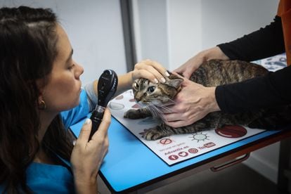 La veterinaria Beatriz Hernández revisaba el martes a 'Garra', una gata castrada, en la clínica veterinaria Labrador de Madrid.