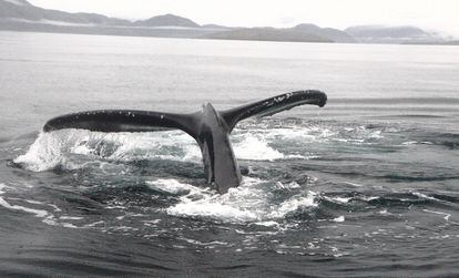 Avistamiento de ballenas en las costas de Lorino, en la región rusa de Chukotka.