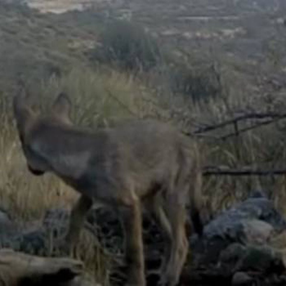 El lobo ya habita en el Parque Nacional de Guadarrama | Madrid | EL PAÍS