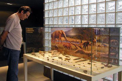 Uno de los expositores en el Museo Paleontológico de Elche.