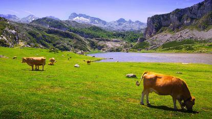 Vacas pastando en los Lagos de Covadonga.