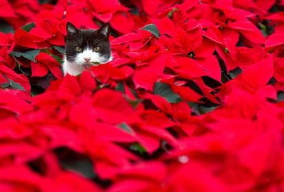 Me encantan.. pero me hacen daño. Un gato sentado sobre flores de pascua.