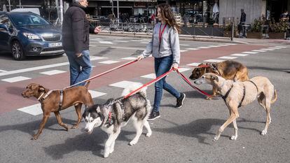 Una trabajadora de una guardería canina paseaba a varios perros en marzo por el centro de Madrid.