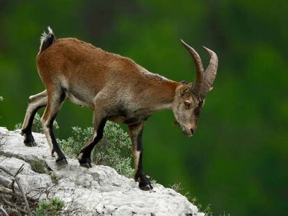 Exemplar de cabra hispànica al massís del Montgrí.