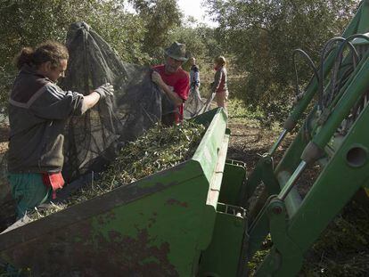 Varios jornaleros trabajan en la recolecci&oacute;n de la aceituna en una finca de Sevilla.