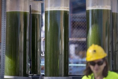 Fotobiorreactores de algas en forma de columnas de vidrio.
