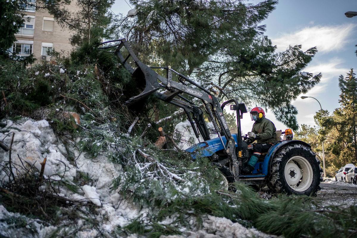 Cientos de miles de árboles dañados por el temporal en la Casa de Campo |  Madrid | EL PAÍS