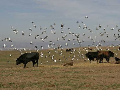 La finca Zahariche, en la localidad sevillana de Lora del Río, donde se crían los toros de la ganadería de Miura.