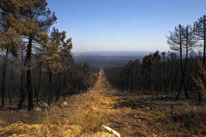 Vista de los terrenos quemados por el incendio en Sierra de Teleno, León