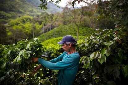 Un trabajador en una plantación de café en Colombia.