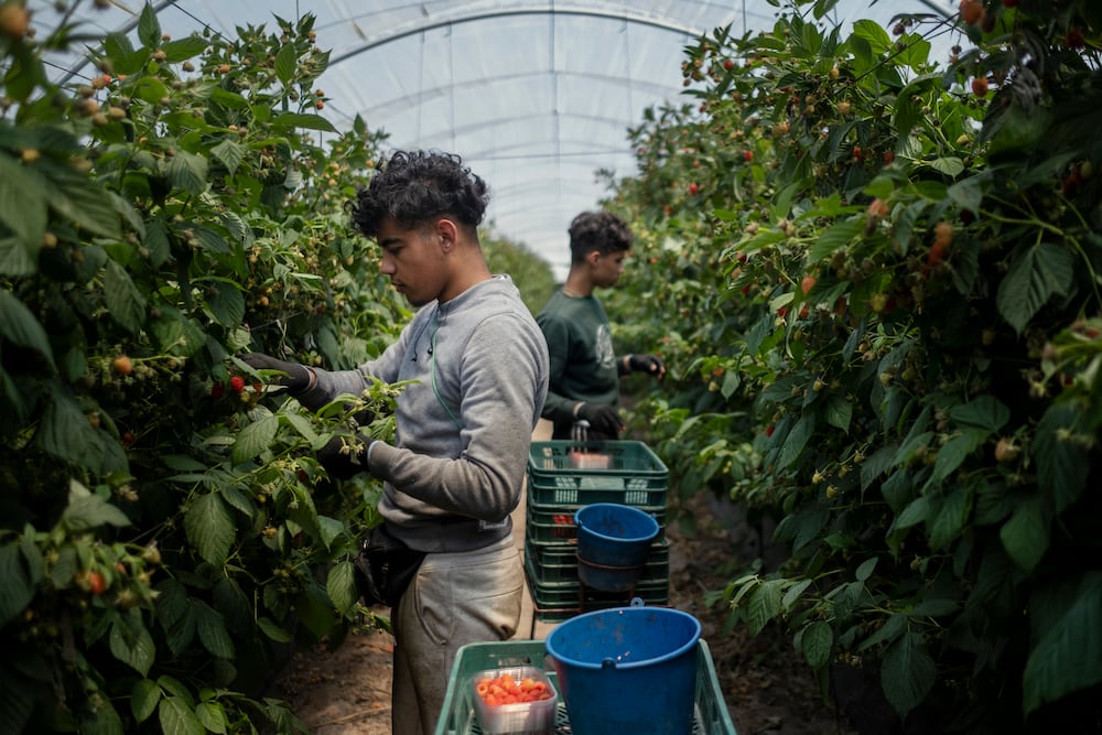 La inmigración, elemento esencial para rejuvenecer la ...