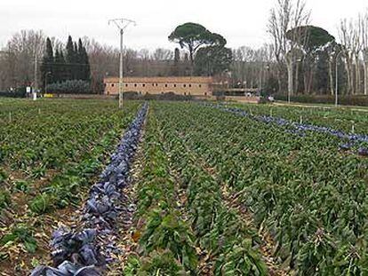 Campo de coles en El Rebollo, una de las huertas históricas de Aranjuez.