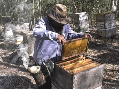 El apicultor Feliciano Feliciano Ucan Poot en Hopelchén, en el estado de Campeche (México). 