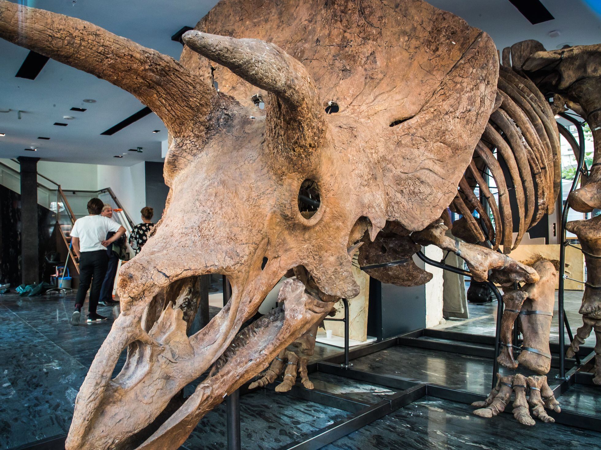 El esqueleto del triceratops 'Big John', el mayor conocido, se exhibe en  París antes de ser subastado | Ciencia | EL PAÍS