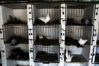 Jaulas de palomas en Kibbutz Givat Brenner (Israel).