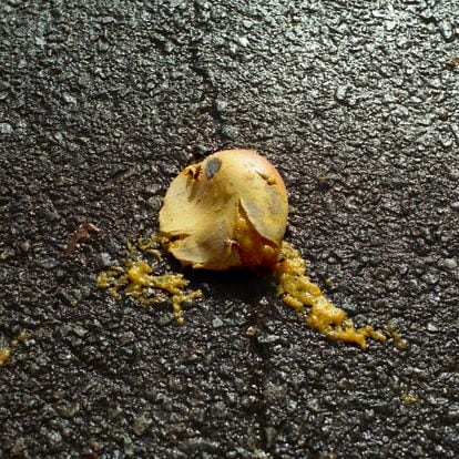 Abejas zumban sobre un mango que explotó en el pavimento después de caer en una calle de Caracas.
