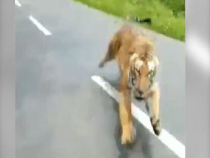 El animal surgió de entre los árboles mientras circulaban por el Parque Nacional de Nagarhole