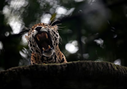 Un jaguar bosteza en el zoológico Santa Cruz, en San Antonio del Tequendama, Cundinamarca, en 2020. REUTERS