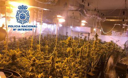 Plantación de marihuana por la que ha sido detenido el concejal del PP, Manuel Palma.