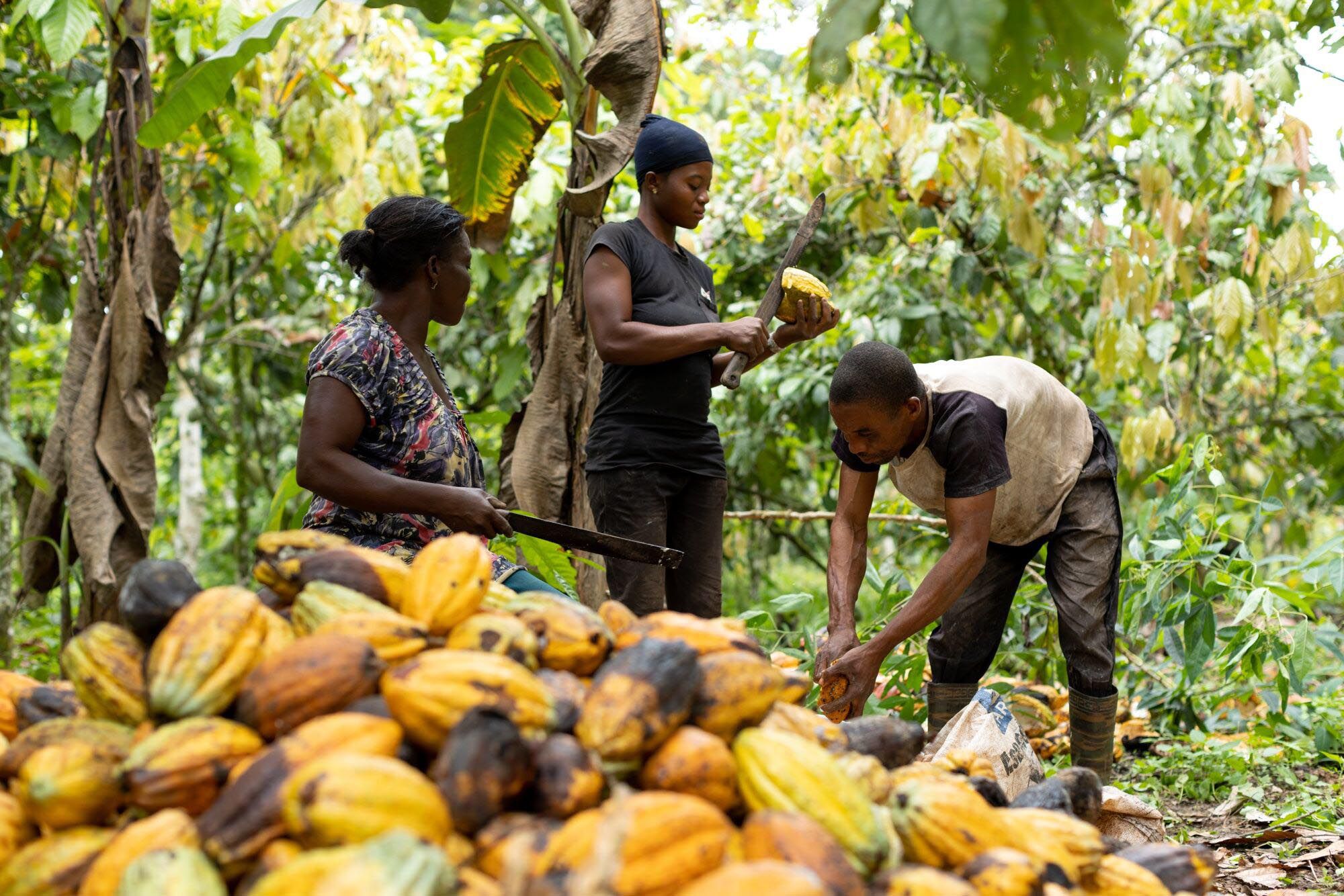 Imagen de cacao en grano