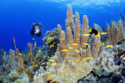 Los vistosos corales de Montecristi.