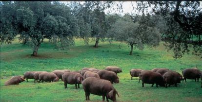 Piara de cerdos en una dehesa en Extremadura