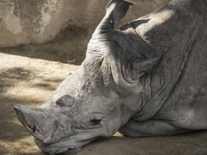 Rinoceront del Zoo de Barcelona. 
