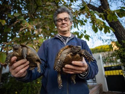 El ecologista Juan Clavero con dos de las tortugas moras pendientes del traslado a Marruecos.